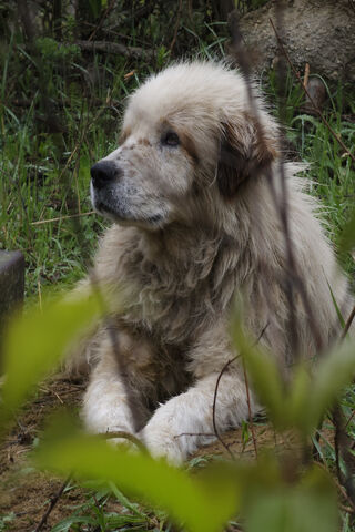 Gentle Guardian of the ..