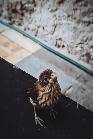 Curious Little Sparrow 🐦✨
