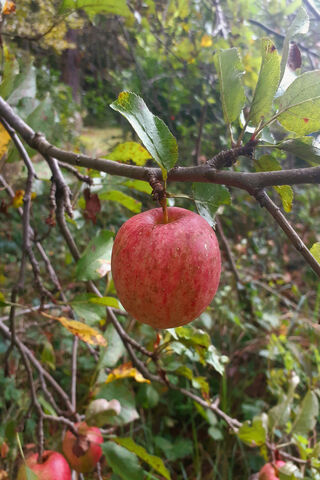 🍏 A Perfectly Ripe App..