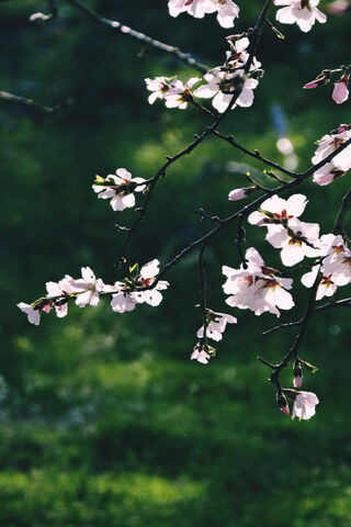 Blossoms in Bloom 🌸✨