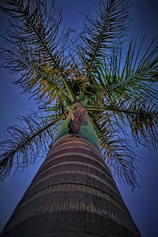 A Beautiful Tree ?