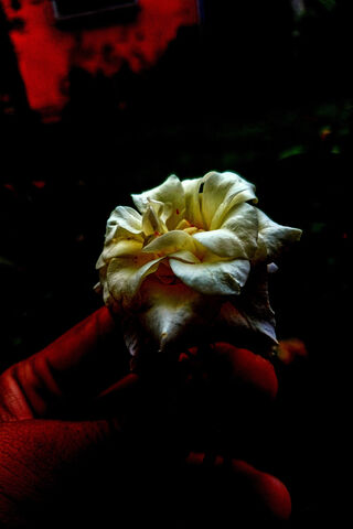 Enigmatic White Rose 🌹✨