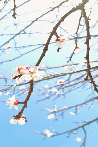 Spring Blossoms 🌸✨