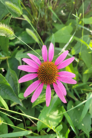 Vibrant Pink Flower 🌸