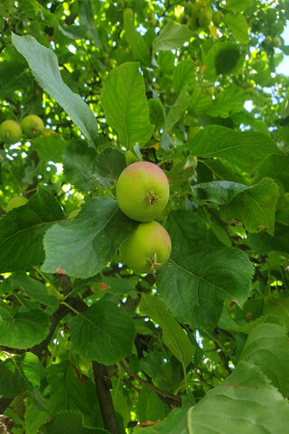Fresh Green Apples on the Tree 🍏🌳