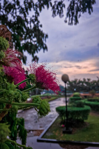 Blossoms in the Rain 🌸..