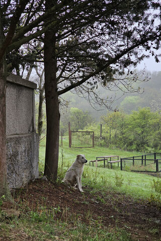 Serene Companion in Nat..