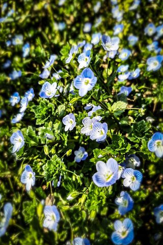 Blue Flower