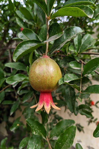 The Growing Pomegranate 🌱🍈