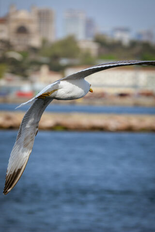 Bird