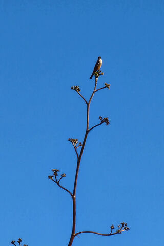 Bird On Plant