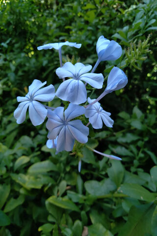 Delicate Blue Blooms 🌸💙