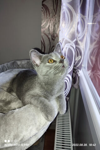 Curious Cat Gazing Out ..