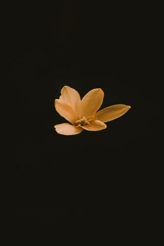 Elegant Yellow Blossom ..