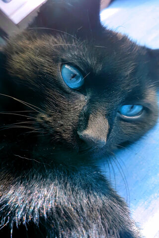 Enigmatic Blue-Eyed Fel..