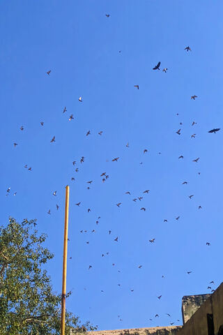 Birds In Sky