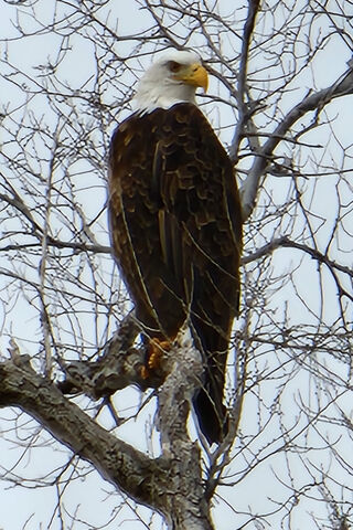 Majestic Bald Eagle Per..
