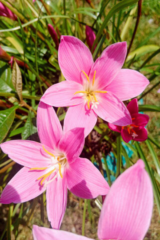 Beautiful Pink Lily
