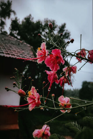 Blooming