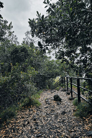 Serene Forest Path 🌲🌿