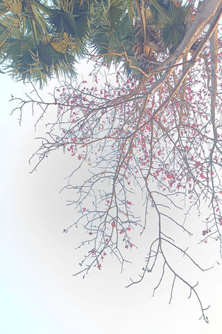 Blossoms Against the Sk..