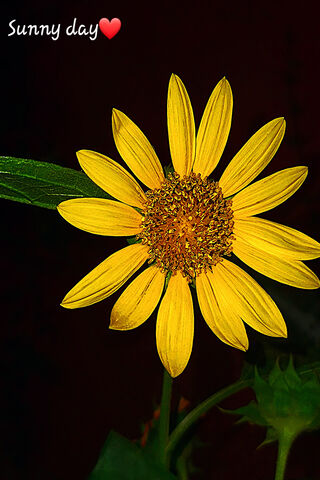 Sunlit Serenity: A Brig..