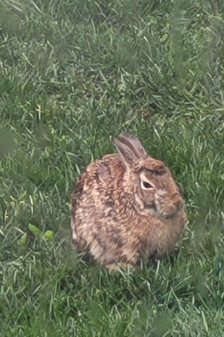 Bunny