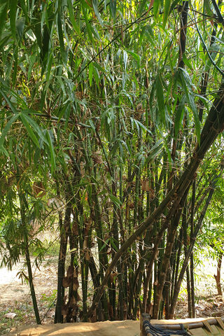 Serene Bamboo Grove 🌿