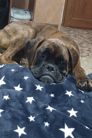 Boxer Dog Sad