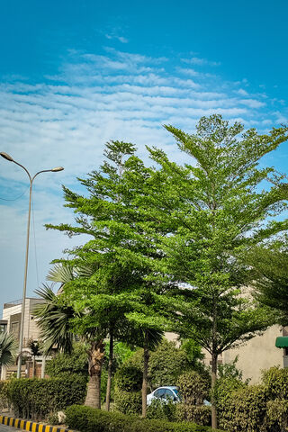 Lush Greenery Under a Blue Sky 🌳☀️