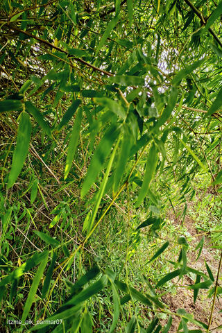 Bamboo