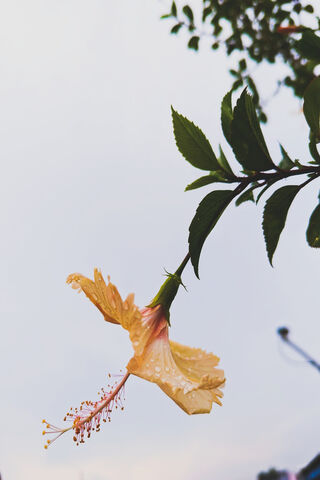 Delicate Hibiscus in th..