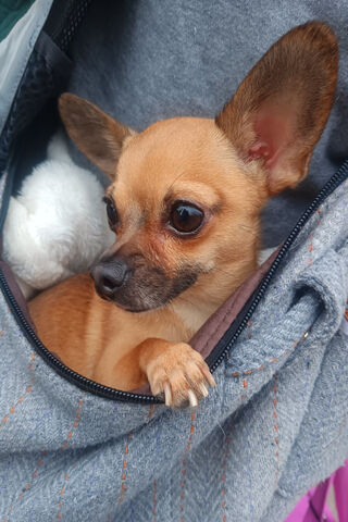Benny The Chihuahua