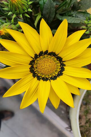 Bright Yellow Gazania 🌼✨