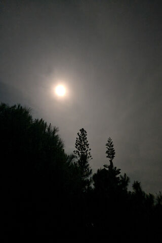 Mystical Moonlit Night ..