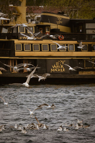 Seagulls in Flight Over..