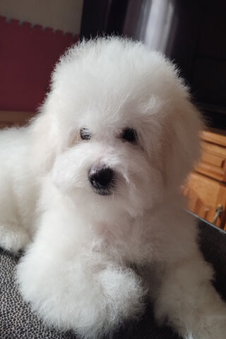 Fluffy Puppy Cuteness O..