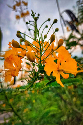 Vibrant Yellow Blossoms..
