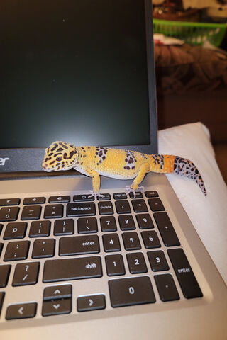 Computing Gecko