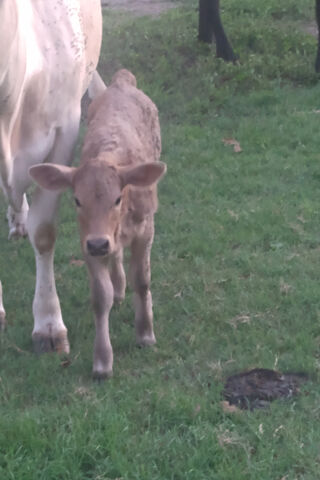 Adorable Calf in the Me..