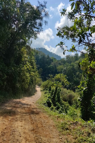 Serene Mountain Path 🌲🌞