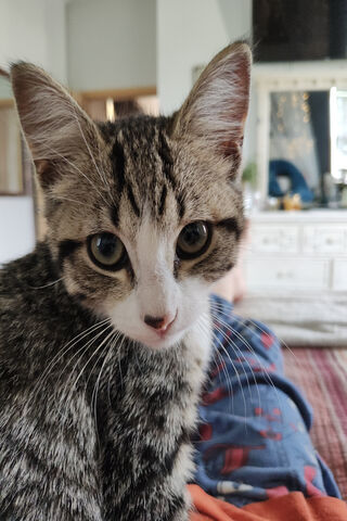 Adorable Tabby Kitten 🐾