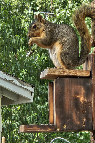 Squirrel Snack Time 🐿️🌳