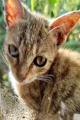 Curious Kitten 🐾