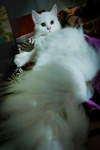 Fluffy White Wonder 🐾✨