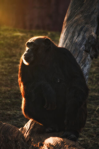 Majestic Chimp in the Golden Hour 🌅