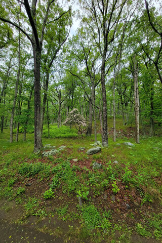 Serene Forest Retreat �..