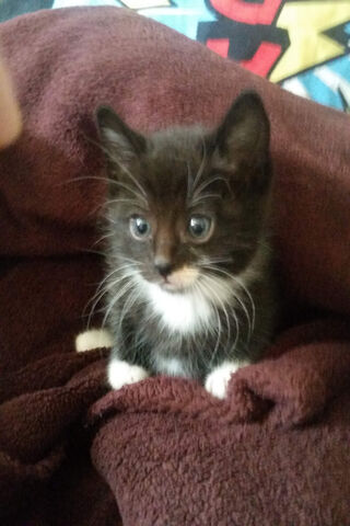 Cute Kitten