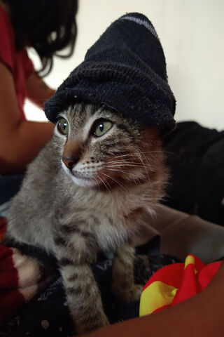 Stylish Kitty in a Bean..