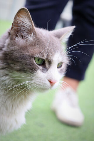 Curious Cat 🐾